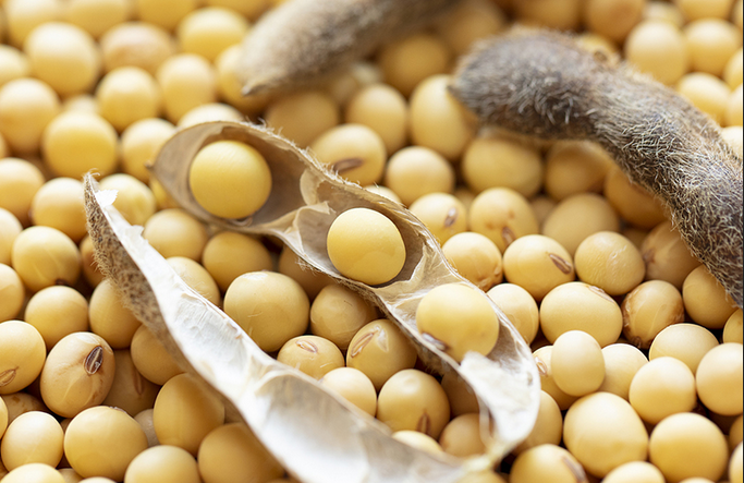 screenshot 2026 05 17 at 12 31 35 beans1.jpg (jpeg image 800 × 800 pixels) — scaled (85%)