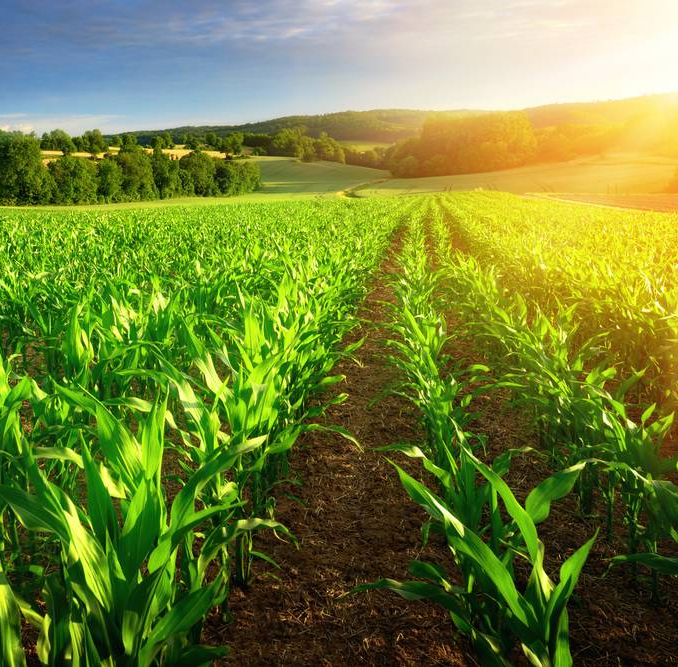 screenshot 2026 05 17 at 17 40 03 farmer8.jpg (jpeg image 1000 × 667 pixels)